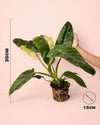 Philodendron Jose Buono M - Pur Plant