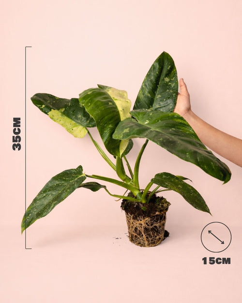 Philodendron Jose Buono M - Pur Plant