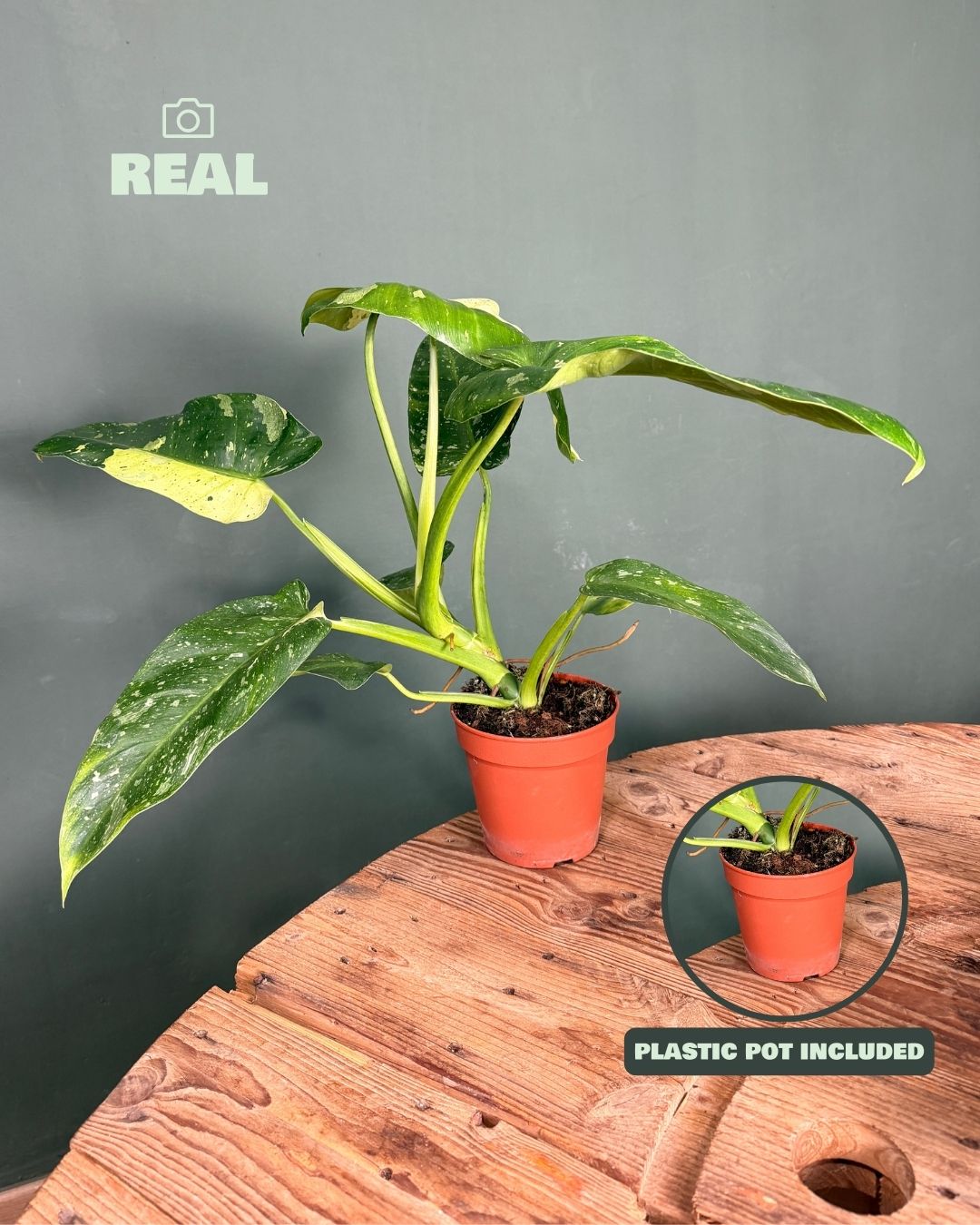 Philodendron Jose Buono M - Pur Plant