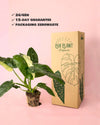 Philodendron Jose Buono M - Pur Plant
