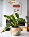 Philodendron Jose Buono M - Pur Plant