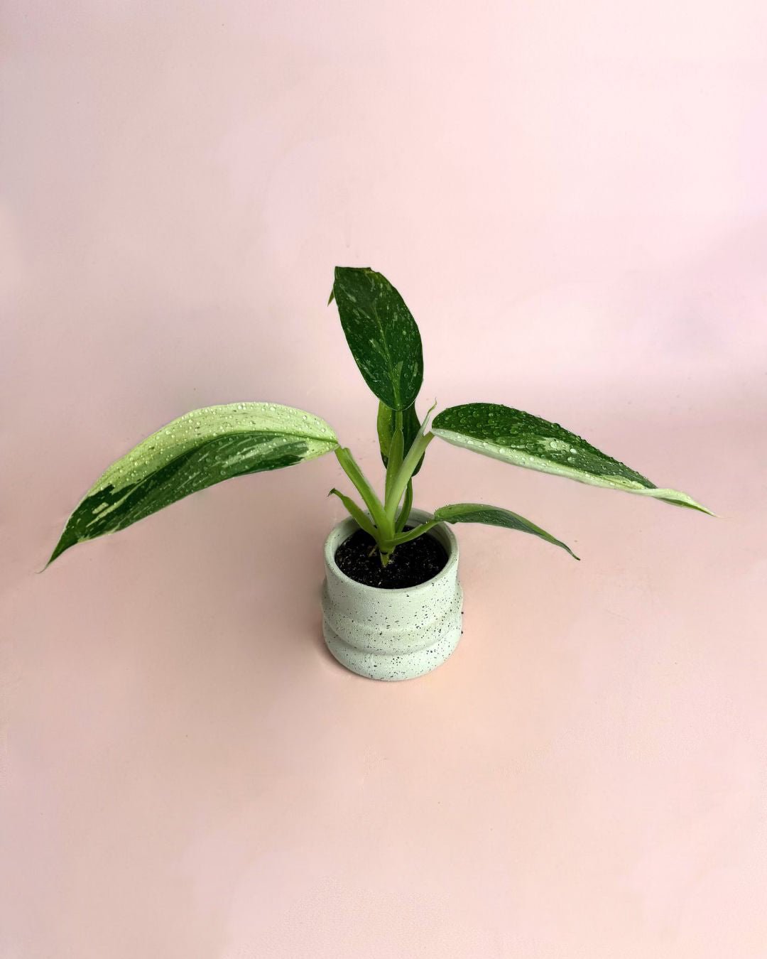 Philodendron Jose Buono Mini - Pur Plant