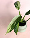 Philodendron Jose Buono Mini - Pur Plant