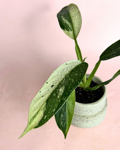 Philodendron Jose Buono Mini - Pur Plant
