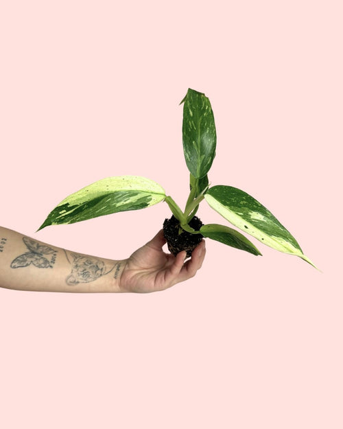 Philodendron Jose Buono Mini - Pur Plant