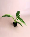 Philodendron Jose Buono Mini - Pur Plant