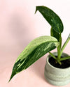 Philodendron Jose Buono Mini - Pur Plant