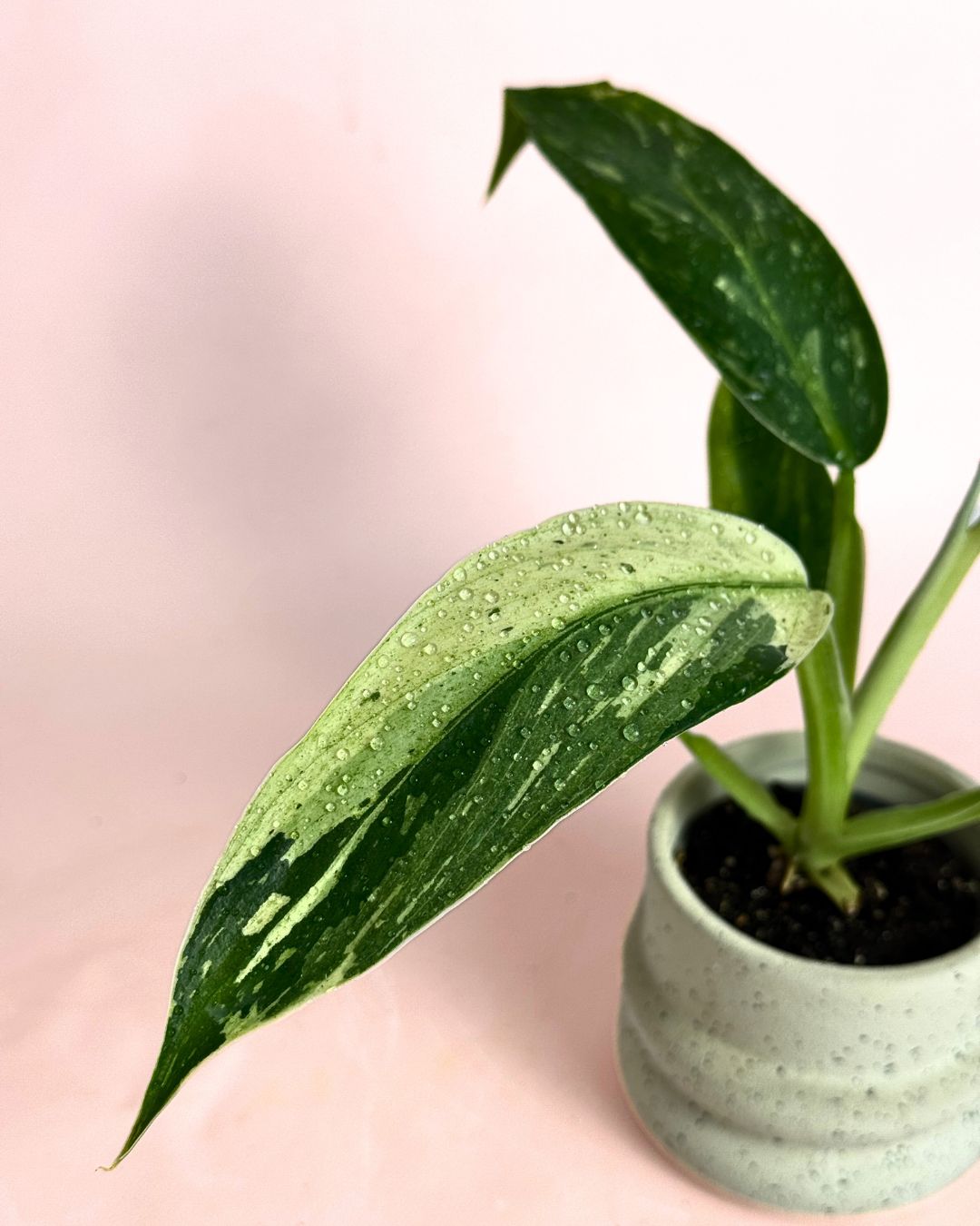 Philodendron Jose Buono Mini - Pur Plant
