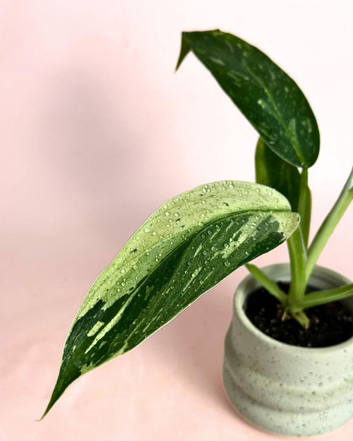 Philodendron Jose Buono Mini - Pur Plant