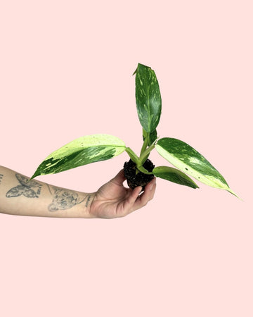 Philodendron Jose Buono Mini