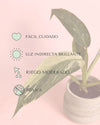 Philodendron Jose Buono Mini - Pur Plant