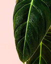 Philodendron Melanochrysum M - Pur Plant
