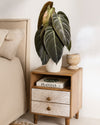 Philodendron Melanochrysum M - Pur Plant