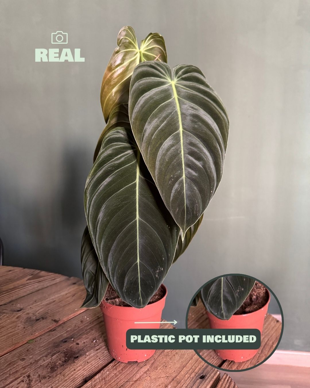 Philodendron Melanochrysum M - Pur Plant