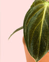 Philodendron Melanochrysum Mini - Pur Plant