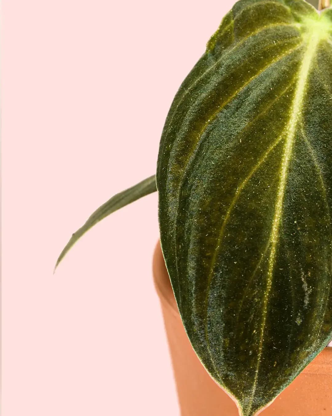 Philodendron Melanochrysum Mini - Pur Plant