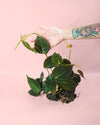 Philodendron Micans M - Pur Plant