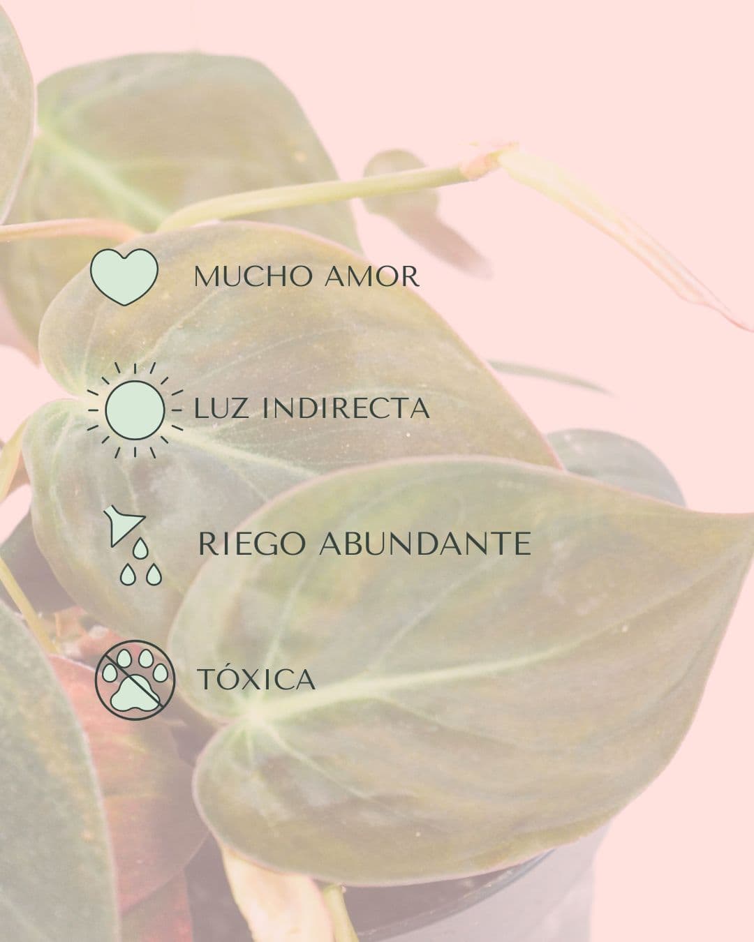 Philodendron Micans M - Pur Plant