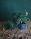 Philodendron Micans M - Pur Plant