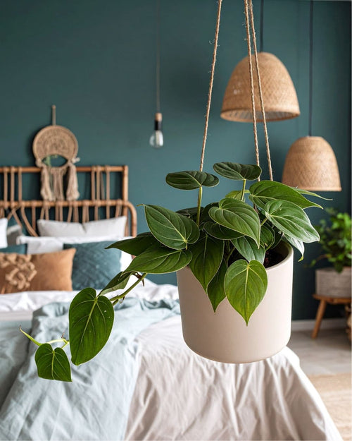 Philodendron Micans M - Pur Plant