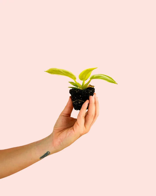 Philodendron Moonshine – Golden Violin Mini - Pur Plant