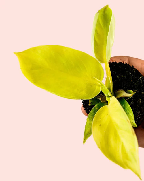 Philodendron Moonshine – Golden Violin Mini - Pur Plant