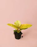 Filodendro Moonshine M