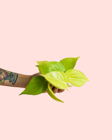Philodendron Neon Mini