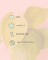 philodendron-neon-mini-care