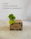 philodendron-neon-mini-packaging