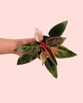 Philodendron Pink Bikini Mini