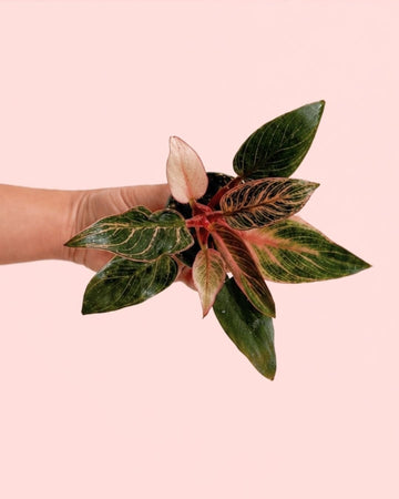 Philodendron Pink Bikini Mini