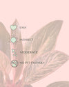 Philodendron Pink Bikini Mini - Pur Plant