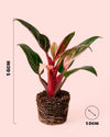 Philodendron Pink Bikini Mini - Pur Plant