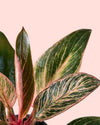 Philodendron Pink Bikini Mini - Pur Plant