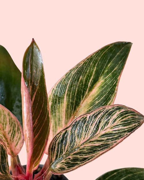 Philodendron Pink Bikini Mini - Pur Plant