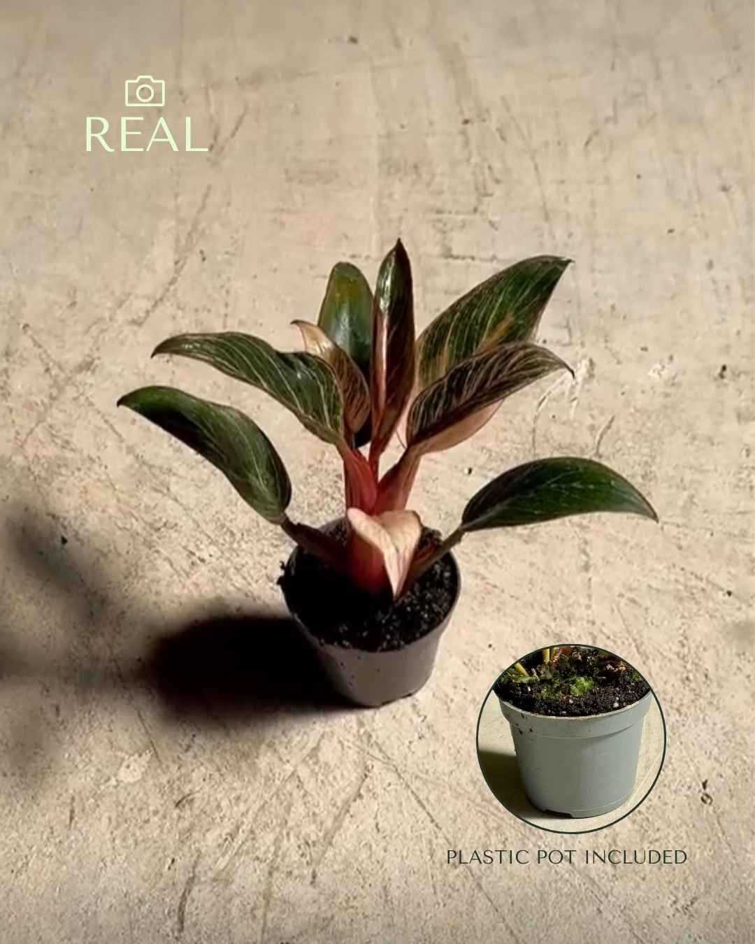 Philodendron Pink Bikini Mini - Pur Plant