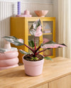 Philodendron Pink Princess M - Pur Plant