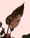 Philodendron Pink Princess M - Pur Plant