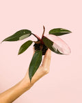 Filodendro Princesa Rosa Mini