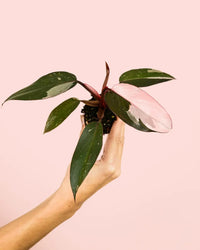 Filodendro Princesa Rosa Mini