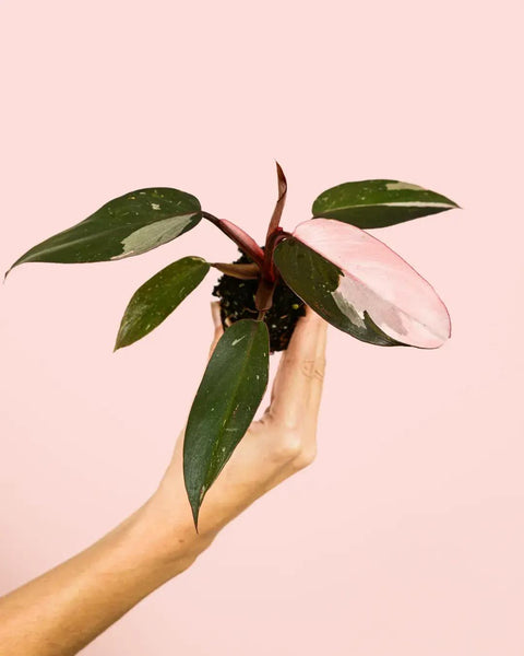 Filodendro Princesa Rosa Mini