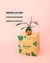 Philodendron Pink Princess Mini - Pur Plant