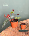 Philodendron Piper Ornatum M - Pur Plant