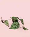 Philodendron Piper Ornatum M - Pur Plant
