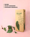 Philodendron Piper Ornatum M - Pur Plant