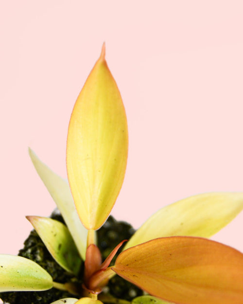 Philodendron Prince of Orange Mini - Pur Plant