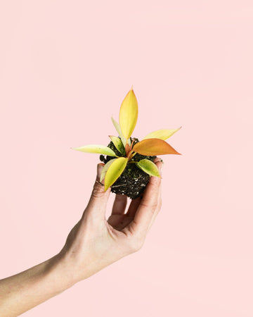 Philodendron Prince of Orange Mini