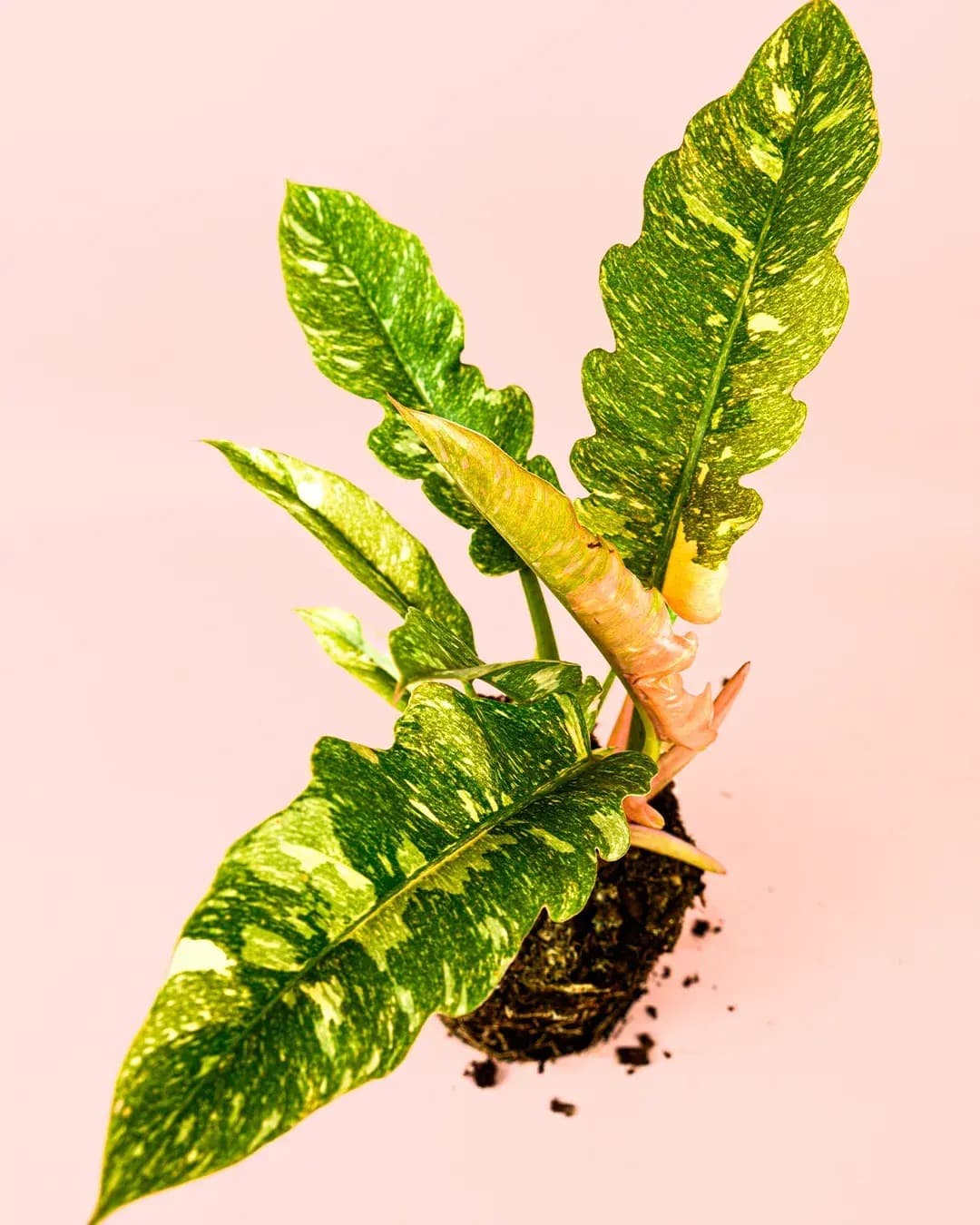 Philodendron Ring of Fire M - Pur Plant