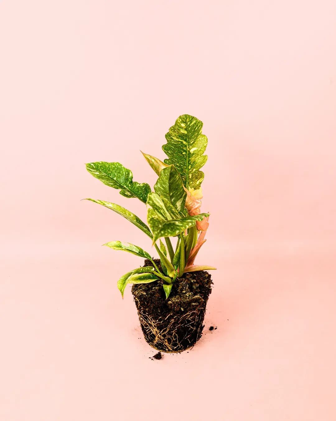 Philodendron Ring of Fire M - Pur Plant
